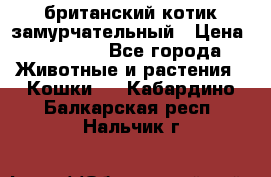 британский котик замурчательный › Цена ­ 12 000 - Все города Животные и растения » Кошки   . Кабардино-Балкарская респ.,Нальчик г.